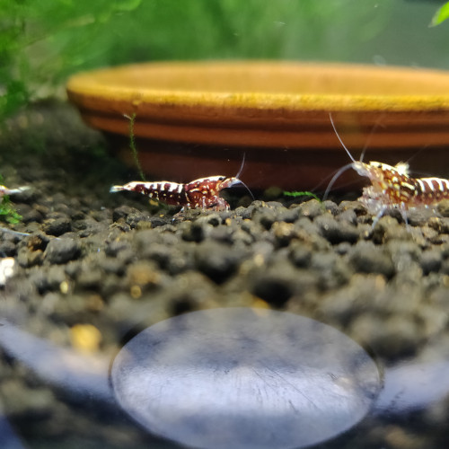 Lot de 11 Crevettes Juvéniles Galaxy Fishbone Red, gène Red boa