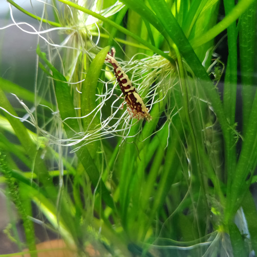 Lot de 11 Crevettes Juvéniles Galaxy Fishbone Red, gène Red boa