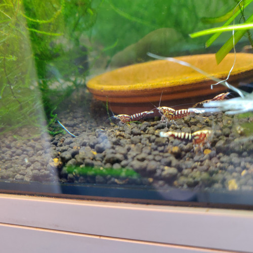 Lot de 11 Crevettes Juvéniles Galaxy Fishbone Red, gène Red boa