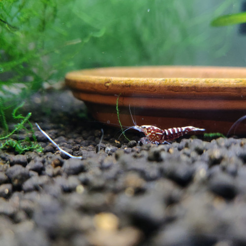 Lot de 11 Crevettes Juvéniles Galaxy Fishbone Red, gène Red boa