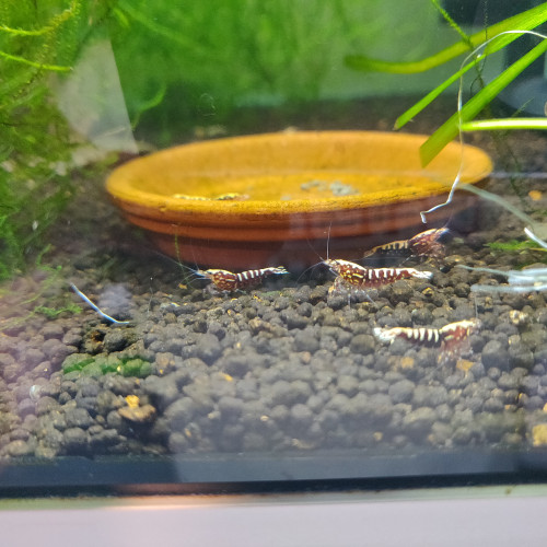 Lot de 11 Crevettes Juvéniles Galaxy Fishbone Red, gène Red boa