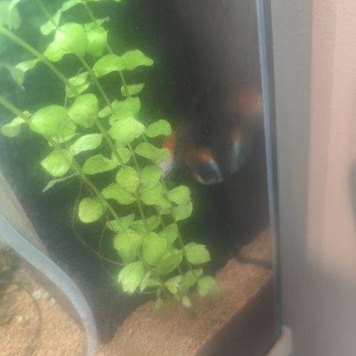 Échange deux platys mâle contre deux femelles