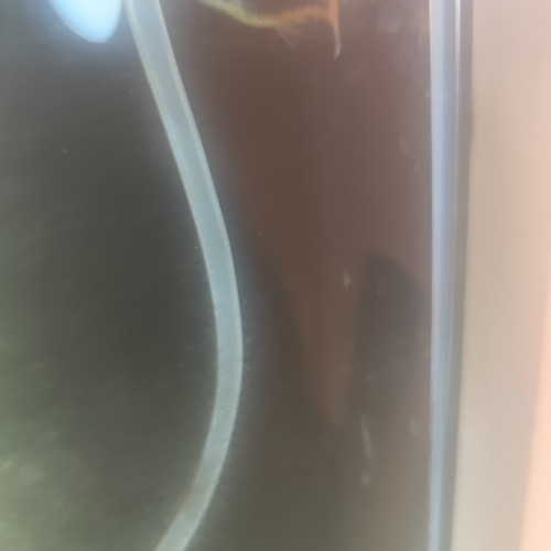 Échange deux platys mâle contre deux femelles