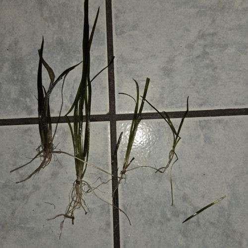 Vallisneria americana