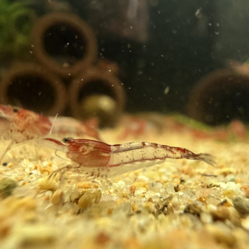 Crevette neocaridina davidi  Red Rili