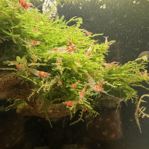 Crevette neocaridina davidi  Red Rili