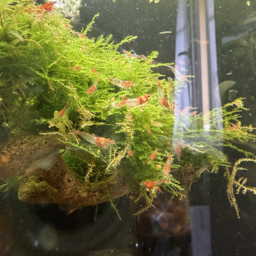 Crevette neocaridina davidi  Red Rili