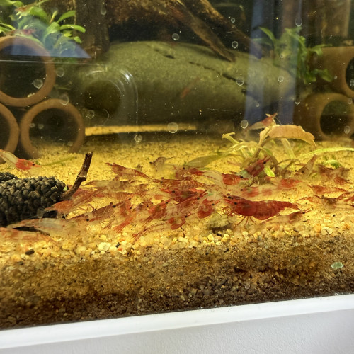 Crevette neocaridina davidi  Red Rili