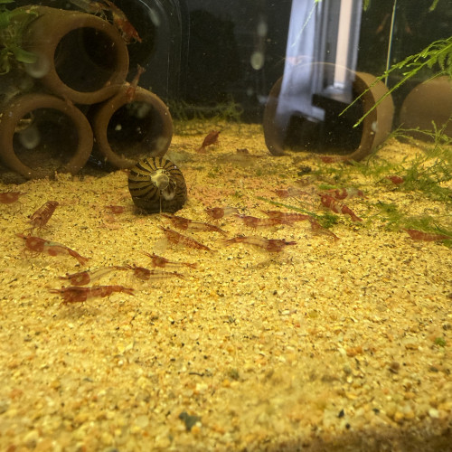 Crevette neocaridina davidi  Red Rili