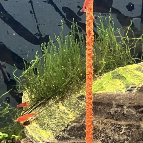 Lot nourriture, nourriture naturelle lollies. Bio feuilles bananier