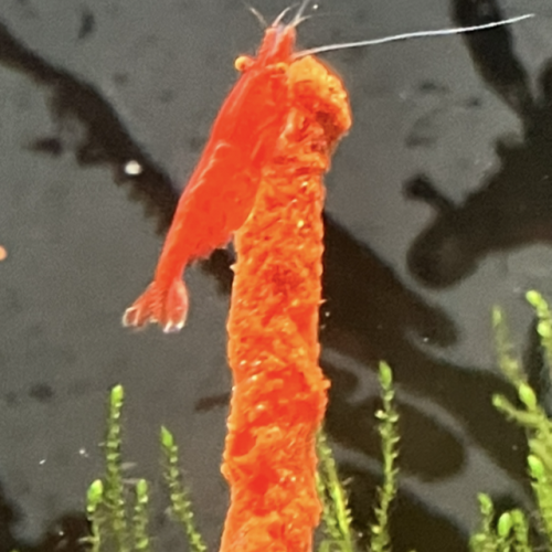 Lot nourriture, nourriture naturelle lollies. Bio feuilles bananier