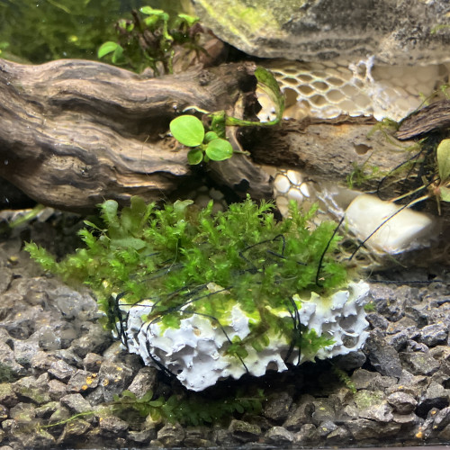 Plante epiphytes (moss sûr biocerapond)