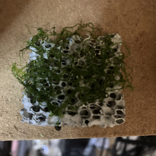 Plante epiphytes (moss sûr biocerapond)