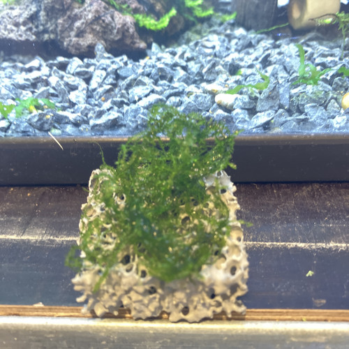 Plante epiphytes (moss sûr biocerapond)