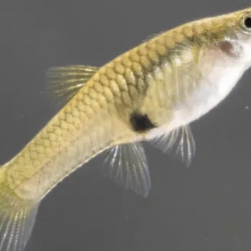 Guppys