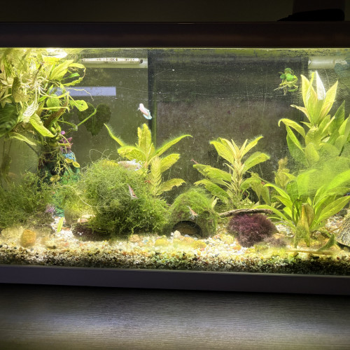 Aquarium complet