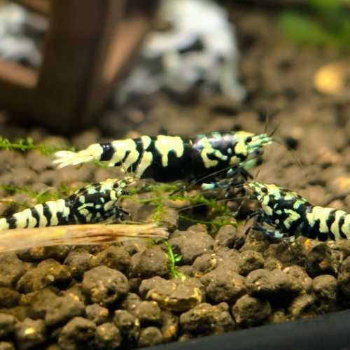 Caridina/guppy/platy