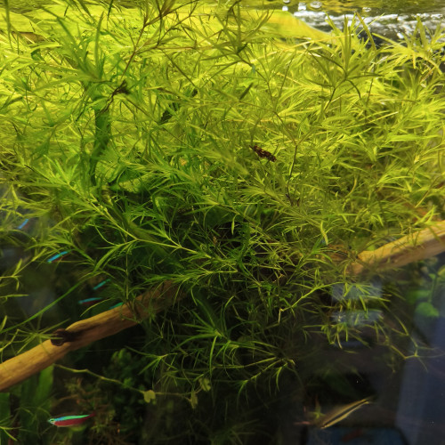 Caridina/guppy/platy