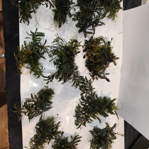 Caridina/guppy/platy