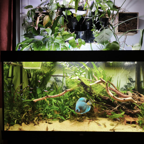 Caridina/guppy/platy