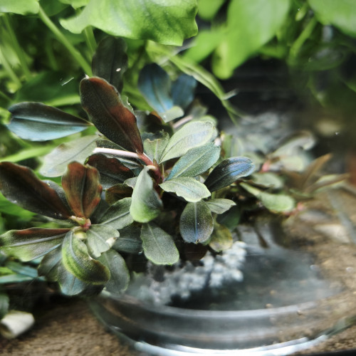 Caridina/guppy/platy