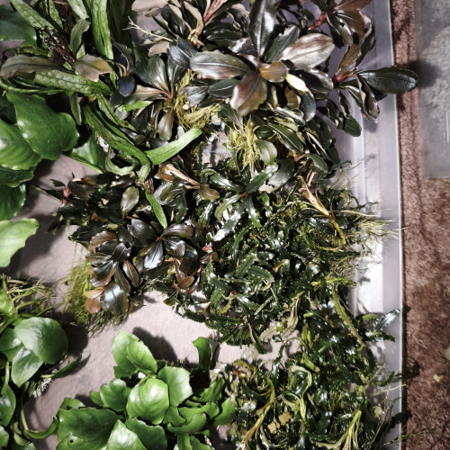 Caridina/guppy/platy