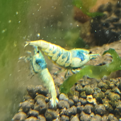 Caridina/guppy/platy