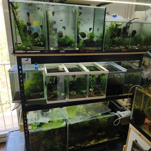 Caridina/guppy/platy