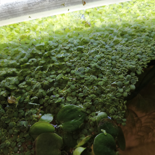 Caridina/guppy/platy