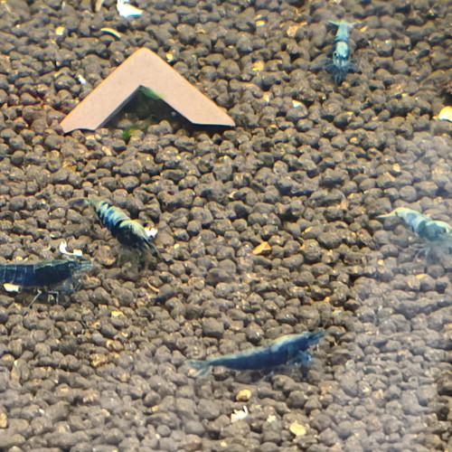 Caridina/guppy/platy