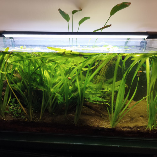 Caridina/guppy/platy