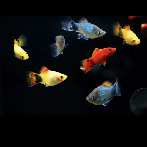 Caridina/guppy/platy