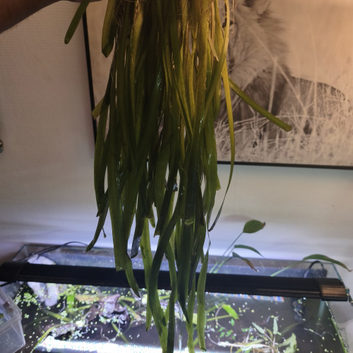 Caridina/guppy/platy