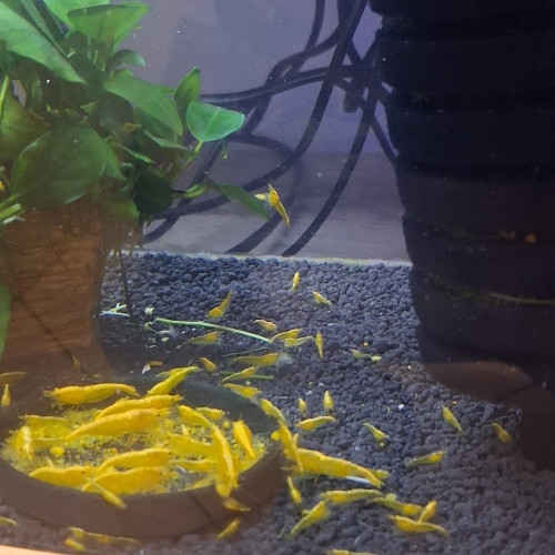 Crevette yellow néon