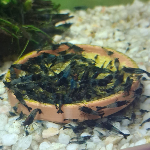 Crevette rili carbone