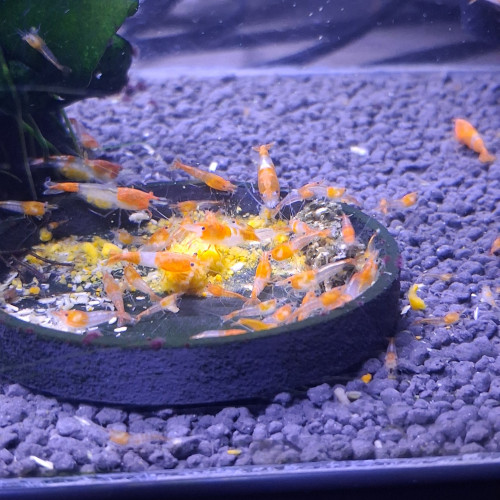 Crevette rili orange