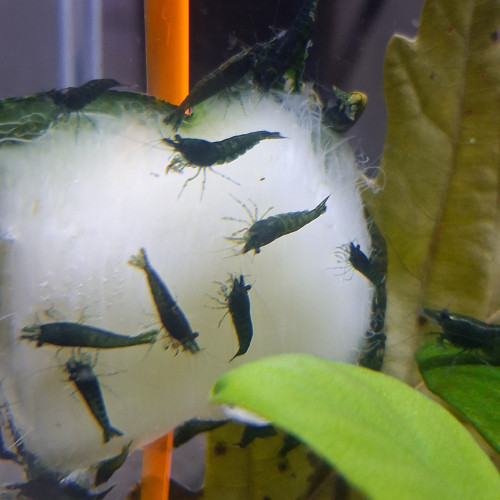 Crevette hulk orange neocaridina