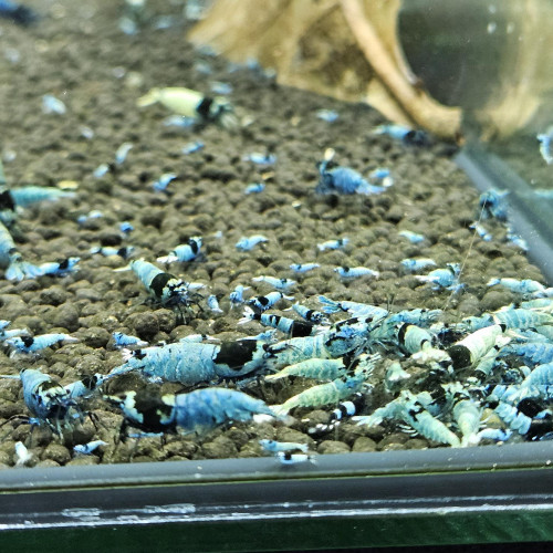 Caridina Mosura blue