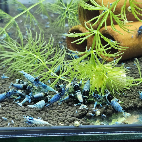 Caridina Mosura blue