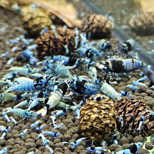 Caridina Mosura blue
