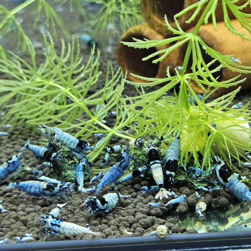 Caridina Mosura blue