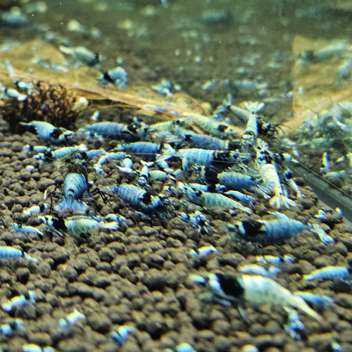 Caridina Mosura blue