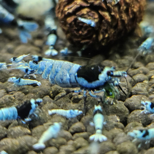 Caridina Mosura blue
