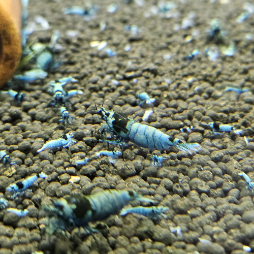 Caridina Mosura blue