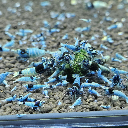 Caridina Mosura blue