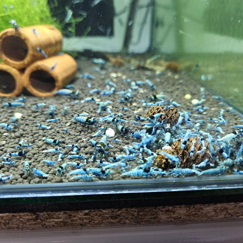 Caridina Mosura blue
