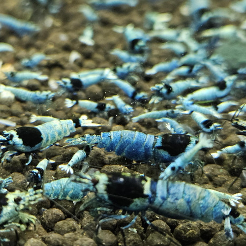 Caridina Mosura blue