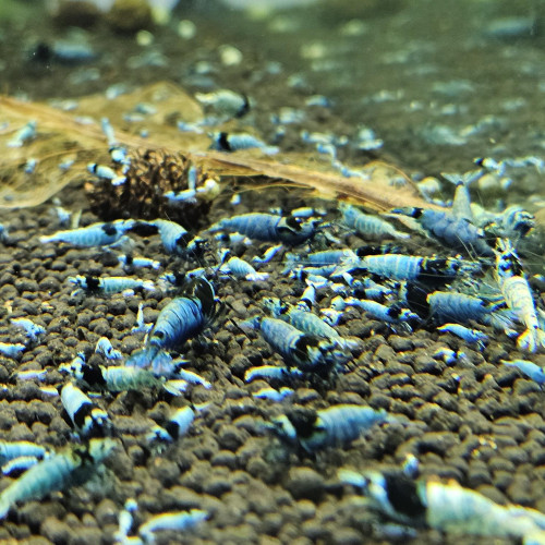Caridina Mosura blue