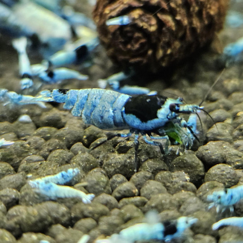 Caridina Mosura blue