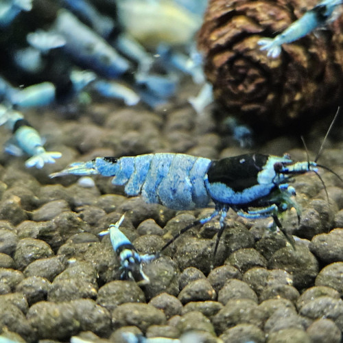 Caridina Mosura blue